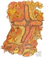 Silk embroidery found at the Oseberg ship burial, AD 834.