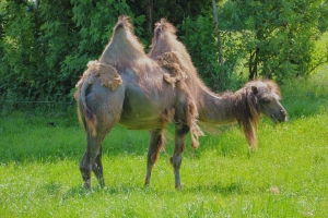 Bactrian camel shedding its hair.