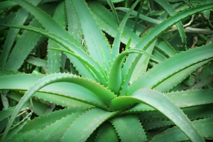 Aloe vera plant.