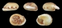 Examples of the C. neritea.