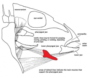 A carp&rsquo;s jaw showing the position of the pharyngeal teeth (in red) at the back of the mouth