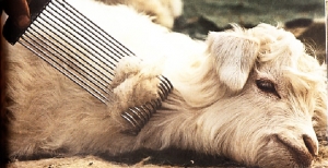 Collecting cashmere wool.