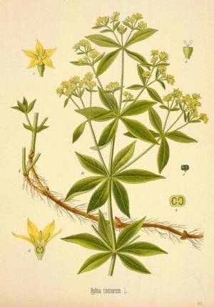 Drawing of the rubia tinctorum.