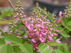 Indigofera tinctoria.