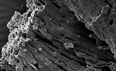 Fig. 4. SEM of the Çatalhöyük sample from the TRC in Rast-Eicher, Karg & Bender Jørgensen (2021) ‘The use of local fibres for textiles at Neolithic Çatalhöyük’.