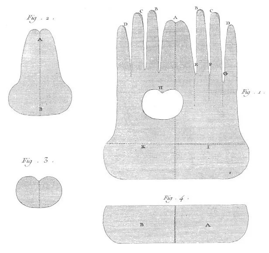 Fig.  5: Glove sewing pattern showing the double-hand construction with separate thumb piece (https://www.18thcenturynotebook.com/mens-leather-gloves)